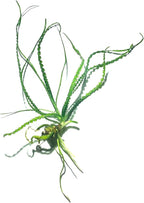 Marcus Fish Tanks Crinum Calamistratum Easy to Grow Hardy Live Aquarium Plant Betta Fish Plants