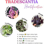 02 Wandering Jew Plants Live Houseplants, Starter Plants in 2in Pot, Tradescantia Live Plant, Very Fast-Growing, Mix Pink and Purple