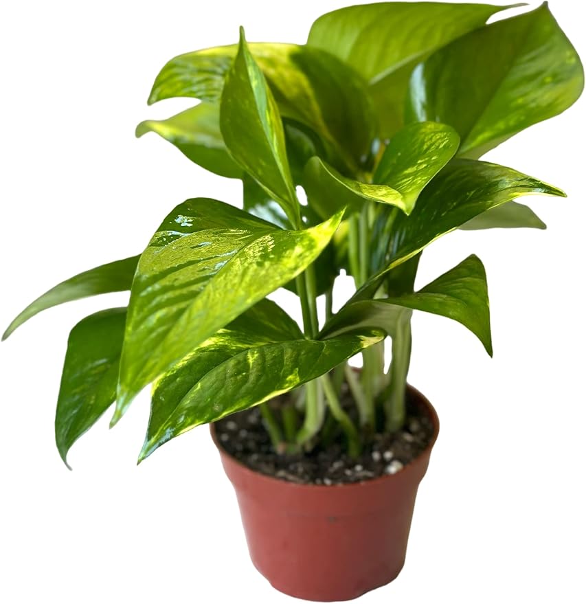 Pothos Live Indoor Plant, 4 inch Pot, Variegated White and Green Leaves - Easy to Care for - Perfect for Indoor and Outdoor Home Decor, Office, and Gift (Golden Pothos)