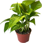 Pothos Live Indoor Plant, 4 inch Pot, Variegated White and Green Leaves - Easy to Care for - Perfect for Indoor and Outdoor Home Decor, Office, and Gift (Golden Pothos)
