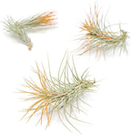 Tangerine Colorful Tillandsia Air Plants - Long Lasting Color Enhanced Live Tillandsia Succulent House Plants - Home and Garden Decor - Easy Care Indoor/Outdoor Plants (Funckiana, Single)