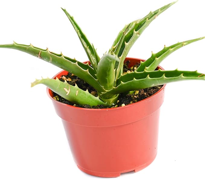 Live Aloe Succulent Plant – Fully Rooted Large 4-Inch Aloe Succulent (Aloe Morning Dew)