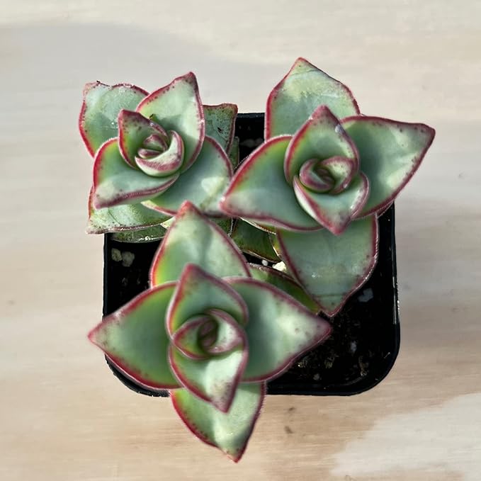 Sprout N Green Crassula Perforata subsp. Perforata in 2" Pot, Rare Live Succulent Plant Fully Rooted, Home Office Indoor Outdoor Wedding Decoration DIY Projects Party Favor, Keep Away from Pets