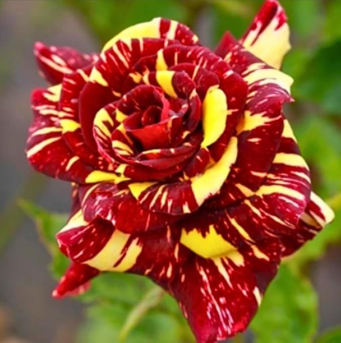 100PCS Mix Rose Seeds Mixed Varieties and Colors Cold Resistant Open-Pollinating Perennial Bloom in Spring Flower Seeds