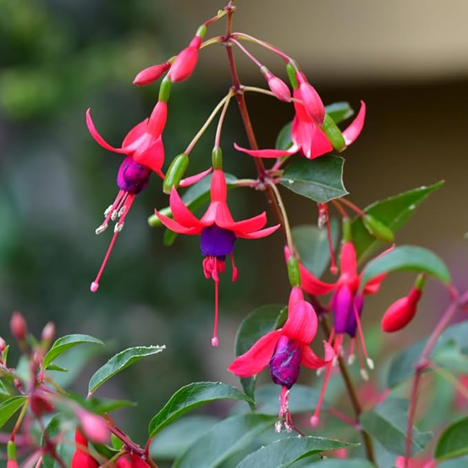 2 Fuchsia Plants, Live Fragrant Fuchsia Flower Bush Shrub, 3-6 Inches Tall (Purple Red)
