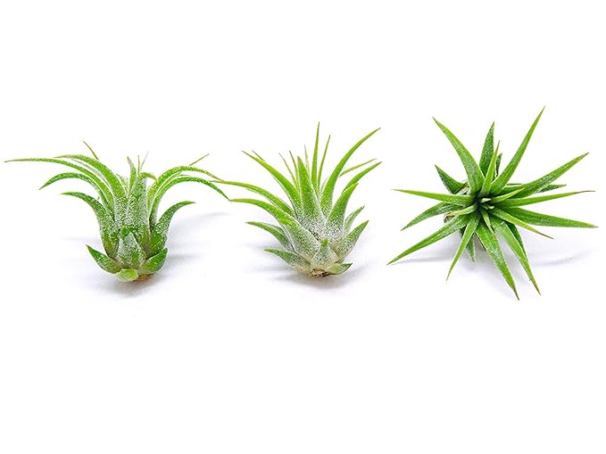 Fairy Garden Tillandsia Air Plants Live Indoor Plants (50PK), Terrarium Plants Live Houseplants Fairy Garden Accessories, Live Plants Indoor Fairy Garden Kit, Air Plant Lover Gifts by Plants for Pets