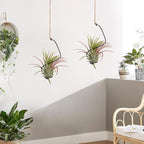 OLYCRAFT 20Pcs Black Spiral Hanging Plant Display with Jute Ropes Hanging Air Tillandsia Holder Succulent Display Container Plants Wall Holder for Small Plant Home Office Desk Decor
