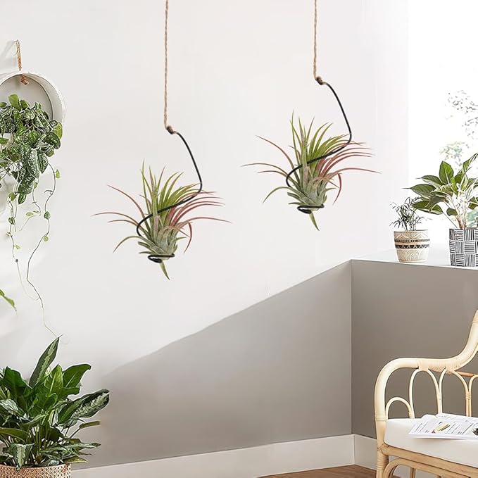 OLYCRAFT 20Pcs Black Spiral Hanging Plant Display with Jute Ropes Hanging Air Tillandsia Holder Succulent Display Container Plants Wall Holder for Small Plant Home Office Desk Decor