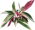 Stromanthe sanguinea Triostar (4 inch) - Pet-Friendly Houseplants - Attractive Indoor Plants, Easy to Grow, Pet Safe Plants for Cats & Dogs, Ideal for Home Decor, Office & Gift