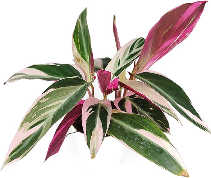 Stromanthe sanguinea Triostar (4 inch) - Pet-Friendly Houseplants - Attractive Indoor Plants, Easy to Grow, Pet Safe Plants for Cats & Dogs, Ideal for Home Decor, Office & Gift