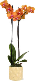 Wild Interiors Green Circle Growers 5IN Premium Salmon Orchid in Soleil Yellow Ceramic Pot | Live Indoor Orchid Plant with Decorative Planter | Modern Home Décor Gift Plant
