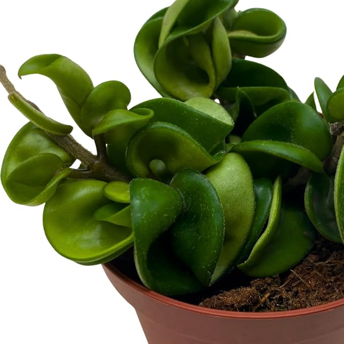 BubbleBlooms Hoya Hindu Rope, 4 inch Carnosa Compacta Krinkle Kurl Curly Wax Plant