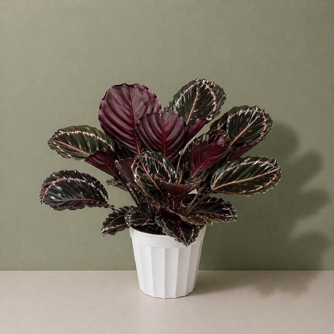 Large Calathea Dottie Live Plant, Prayer Plant Indoor, Colorful Pink House Plant, Calathea Plant Live, Indoor Plant for Home Decor and Room Decor