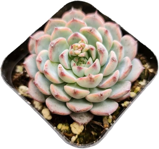 Live Succulent Cactus Plants (2" Pot Echeveria Minima)