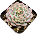 Live Succulent Cactus Plants (2" Pot Echeveria Minima)