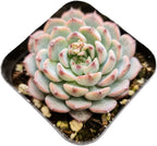 Live Succulent Cactus Plants (2" Pot Echeveria Minima)