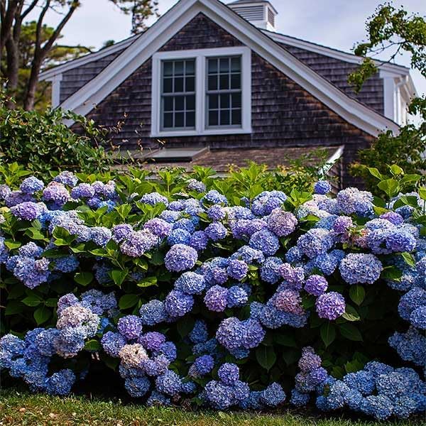 Brighter Blooms - Endless Summer® The Original Reblooming Hydrangea, 3 Gallon - No Shipping to AK, AZ, HI