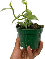 Live Vanilla planifolia Orchid Plant - 'Vanilla Orchid' - ragnaroc Tropical Plant 3-6" Tall - 1ct - Live Arrival Guaranteed - House Plants for Home Décor & Gift