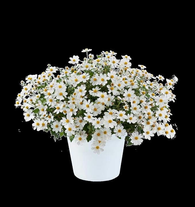 RedCrocus White Delight Bidens- Bright White Summer Blooms for Borders & Containers, Pollinator Attracting, Low Maintenance, Pet Safe, Deciduous Garden Plant 4.5" Pot (Pack of 5)