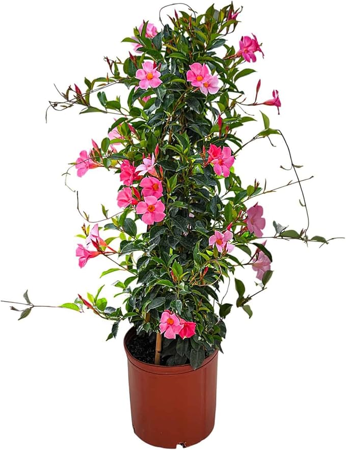 Dipladenia Plant Trellis - Live Tropical Flower Plant - Pretty Pink - Overall Height 36" - Tropical Plants of Florida