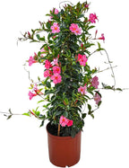 Dipladenia Plant Trellis - Live Tropical Flower Plant - Pretty Pink - Overall Height 36" - Tropical Plants of Florida