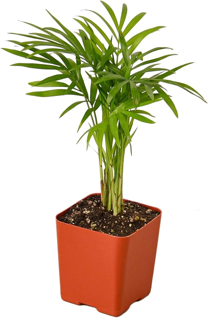 Parlor Palm Live Indoor Plant | Neanthebella Live Plant | Air Purifying Plant | Ship from CA in Nursey Pot | PET Friendly (Small Plant, 2" Pot)