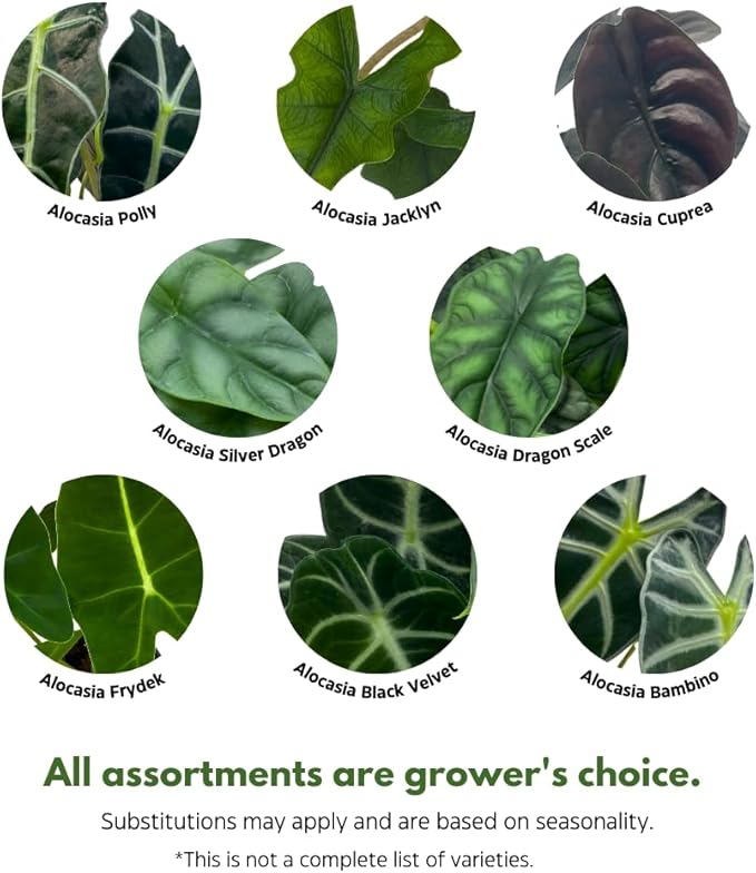 BubbleBlooms Jewel Alocasia Assortment, 3 Different Alocasias in 4 inch pots Grower's Choice