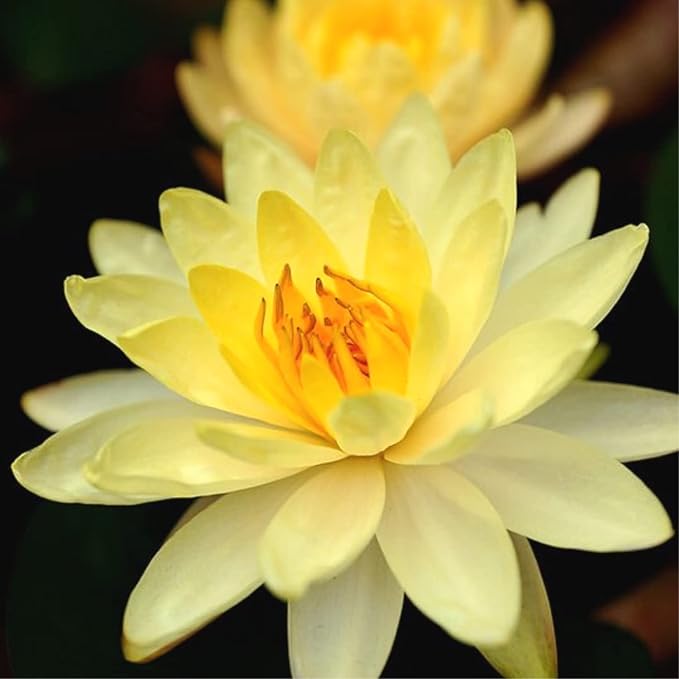 4 Pack Water Lily Tubers Live Aquatic Plant Freshwater Pond Garden Colorful by Greenpro