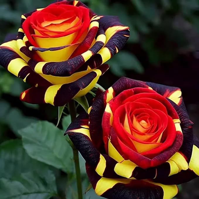 265+ Rose Seeds for Planting Outdoor-Rare Rose Flower Seeds to Plant Garden Decor Open-Pollinated Non-GMO Heirloom