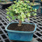 Brussel's Bonsai - Live Dwarf Jade Bonsai Tree in a Ceramic Bonsai Pot, Indoor Succulent Houseplant, 3 Years Old, 5-8 Inches Tall, Easy Care Plant for Home or Office (Small, Green)