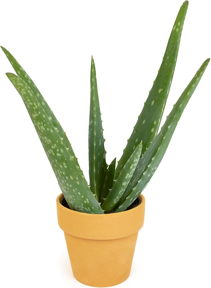Aloe Vera Plant Gift in 4" Clay Pot, Live Succulent, Easy Plant for Beginners, Real Succulents for Home or Office, Indoor Houseplant Decor by Plants for Pets