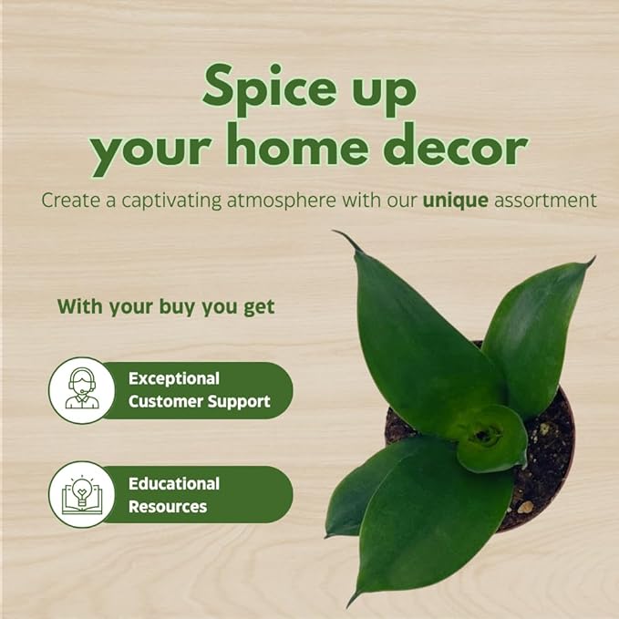 BubbleBlooms Jade Snake Plant 2 inch Set of 3 All Green Dwarf Rosette Sansevieria Tiny Mini Pixie Plants
