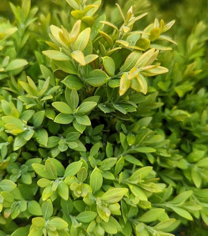 RedCrocus Green Gem' Hybrid Boxwood- Evergreen Shrub for Hedges & Borders, Deer Resistant, Pet Safe, Container Friendly, Well-Drained Soil, Easy Care 1 Gallon