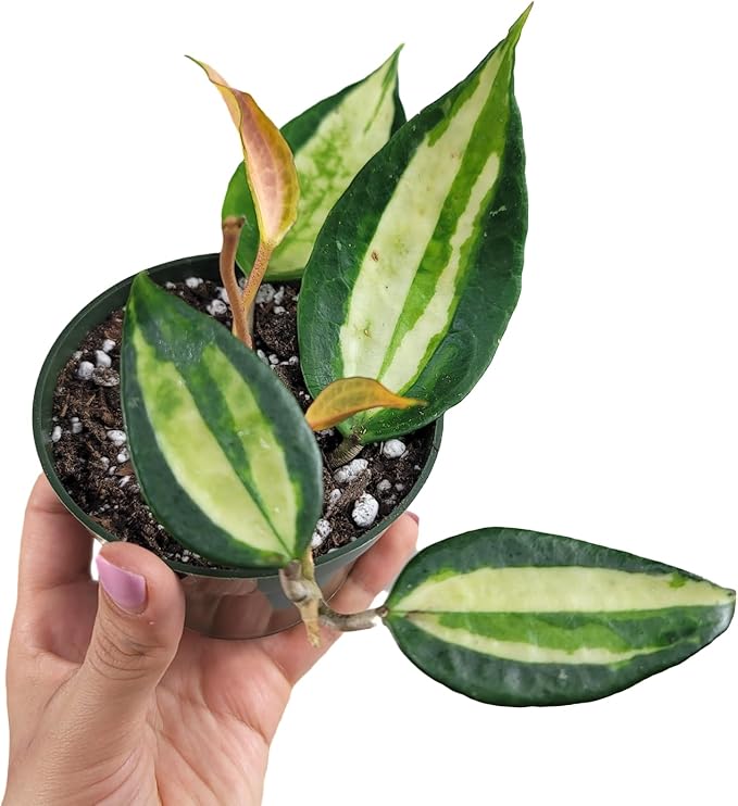 Hoya Pot of Gold - Inner Variegated Hoya Latifolia FKA Macrophylla Inner Variegated - Available in 3.5", 4.5" Pot & 6" Pot - Hoya Plants Live Houseplants (1 Small Plant, 3.5" Pot)