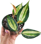 Hoya Pot of Gold - Inner Variegated Hoya Latifolia FKA Macrophylla Inner Variegated - Available in 3.5", 4.5" Pot & 6" Pot - Hoya Plants Live Houseplants (1 Small Plant, 3.5" Pot)