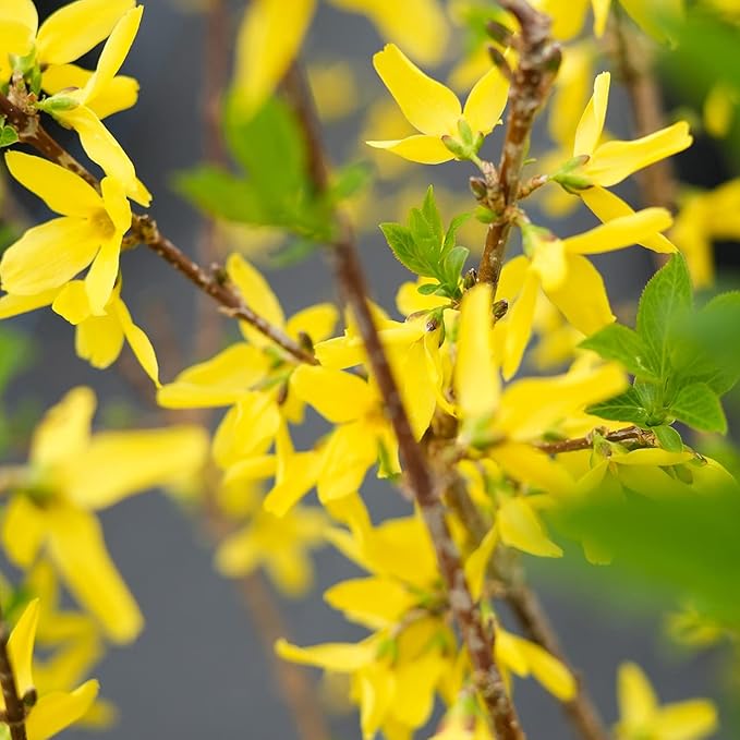 PERFECT PLANTS Lynwood Gold Forsythia Shrub 3 Gallon | Live Shrubs for Outdoor Planting | Fast Growing & Provides Privacy | Gorgeous Yellow Flower in Spring