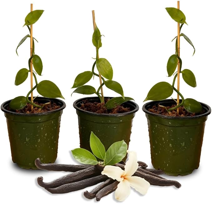 GROW24 Live Vanilla Orchid Plant Starter (Vanilla planifolia), Tissue Culture Source and Free pathogen, 2 Pack of 5 pots (3)