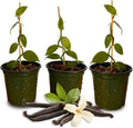 GROW24 Live Vanilla Orchid Plant Starter (Vanilla planifolia), Tissue Culture Source and Free pathogen, 2 Pack of 5 pots (3)