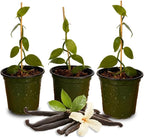 GROW24 Live Vanilla Orchid Plant Starter (Vanilla planifolia), Tissue Culture Source and Free pathogen, 2 Pack of 5 pots (3)