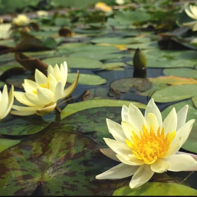 Mainam Yellow Nymphaea Inner Light Live Aquarium Plant Hardy Water Lilies Tuber for Freshwater Fish Pond Balcony