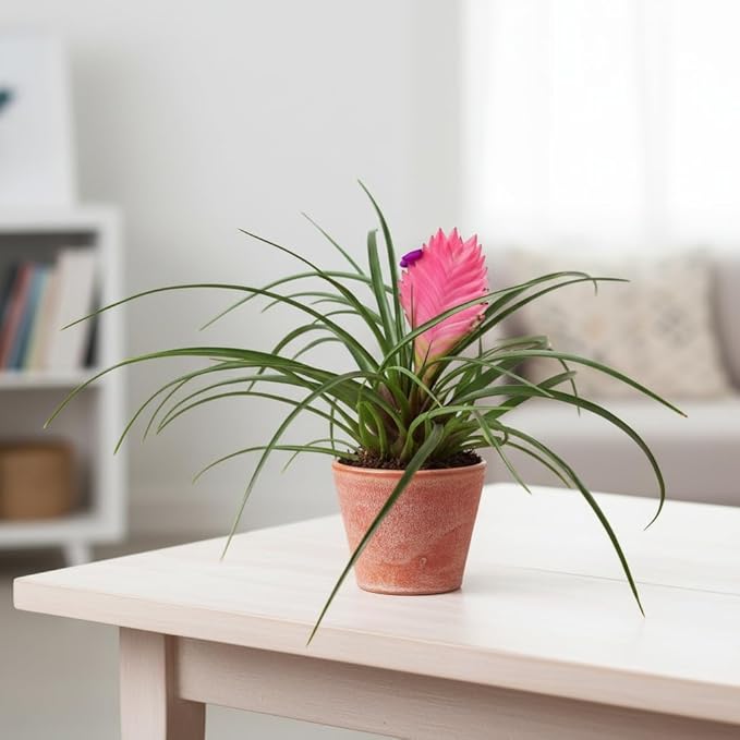 Live Indoor Flowering Houseplants, Bromeliad Cyanea 'Pink Quill' in 4" Grower Pot, Easy Care Houseplants, Live Plants for Home and Office Decor