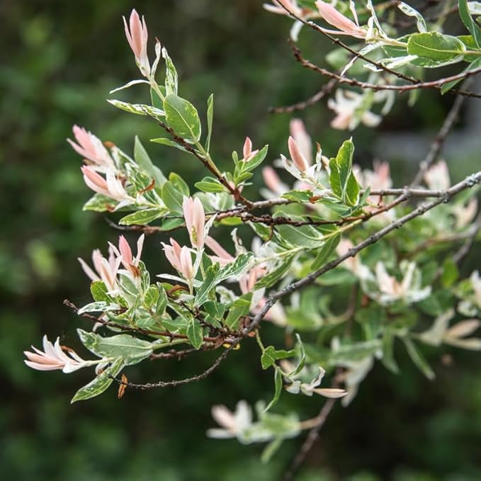 Tri Colored Dappled Willow Shrub Plant Live, 1 Quart Pot, Easy Care Salix Integra “Hakuro Nishiki”, Variegated Foliage for Hedges, Borders & Outdoor Landscaping