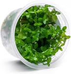 SubstrateSource Live Plant - Bacopa Caroliniana Red Tissue Culture Aquatic Live Aquarium Plant - 100% Snail Free in Vitro Cup (Bacopa Caroliniana Red)
