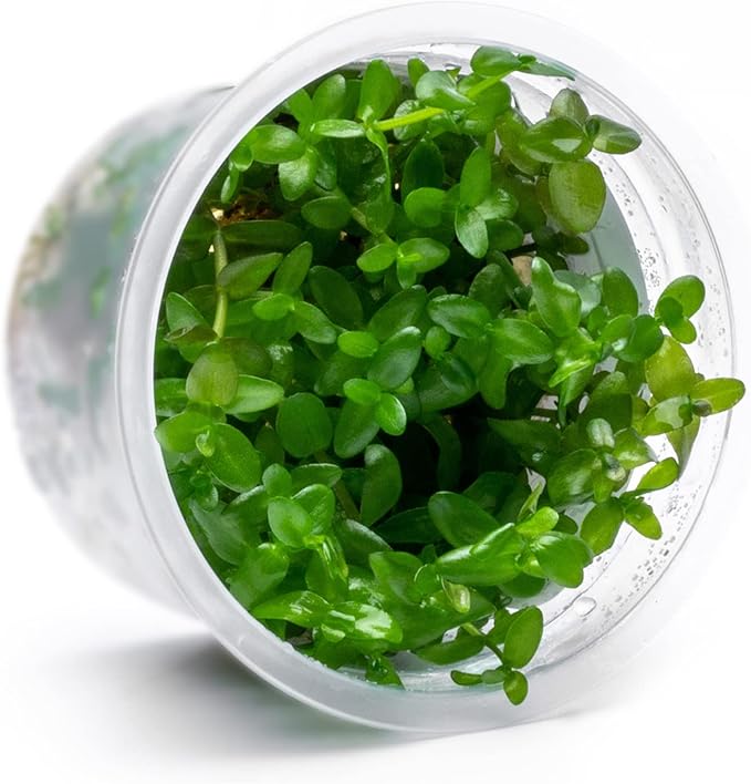 SubstrateSource Live Plant - Bacopa Caroliniana Red Tissue Culture Aquatic Live Aquarium Plant - 100% Snail Free in Vitro Cup (Bacopa Caroliniana Red)