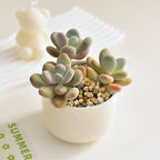 FANTIAN Poilished Fish Tank Gravel, 3/8 Inch Pebbles for Indoor Plants, Decorative Stones River Rocks for Succulent Soil Cover, Cactus, Aquarium, Vase Filler and Outdoor Garden Landscaping