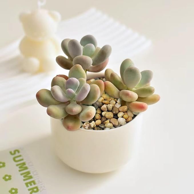 FANTIAN 10 lbs Aquarium Pea Gravel, 3/8 Inch Polished Pebbles. Decorative Stones River Rocks for Succulent Soil Cover, Fish Yank, Vase and Outdoor Garden Landscaping