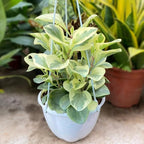 Baby Rubber Plant Live Indoor, Variegated Peperomia Obtusifolia Plant in 4'' Inch Pot, Low-Maintenance Peperomia Live Plant, Ideal Plant for Home & Office