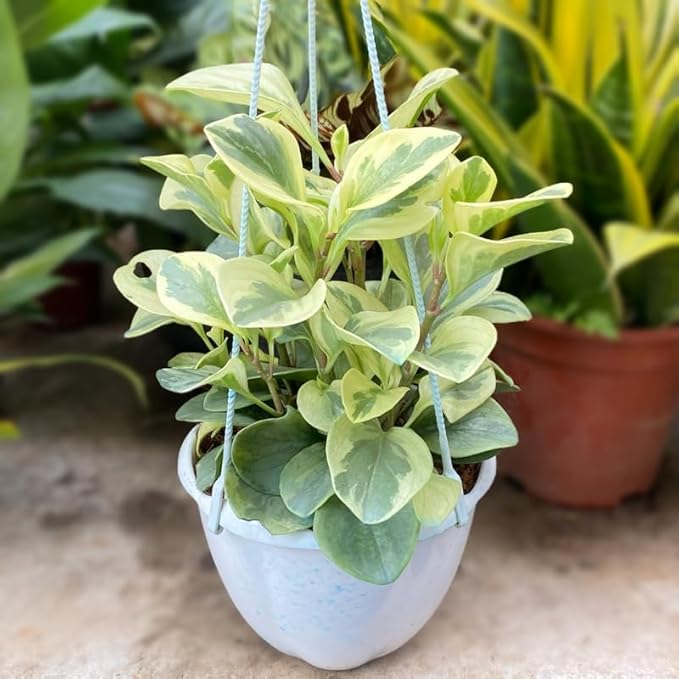Baby Rubber Plant Live Indoor, Variegated Peperomia Obtusifolia Plant in 4'' Inch Pot, Low-Maintenance Peperomia Live Plant, Ideal Plant for Home & Office