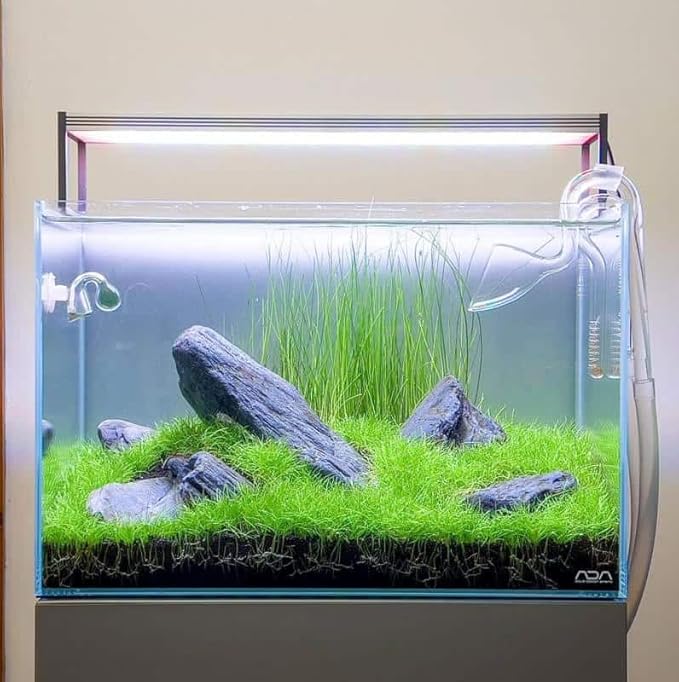 Freshwater Aquarium Decor, Easy Growing Dwarf Carpet for Fish Tank/Terrarium, Natural Aquatic Plant Growth Material – 1 Pack (Long Hair)