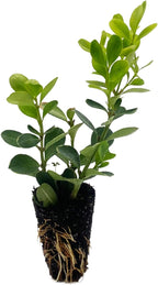 ragnaroc Japanese Boxwood 2-4" (Buxus microphylla VAR. Japonica) 1ct - Live Plant for Indoor Outdoor Use, Garden & Landscaping - Live Arrival Guaranteed